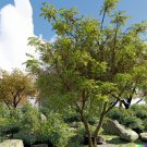 Store 10 Honeylocust Tree Seeds Gleditsia Caspian Fast Growing Fast Ship