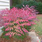 Store 20 Heavenly Bamboo Nandina Domestica Seeds Ornamental & Medicinal Shrub Fast Ship