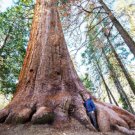 Store 40 Giant Sequoia California Redwood Sequoiadendron Sempervirens Tree Seeds Fast Ship Store 40 Giant Sequoia California Redwood Sequoiadendron Sempervirens Tree Seeds Fast Ship