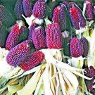 Store 80 Strawberry Popcorn Seeds Red Ornamental Corn Fast Ship