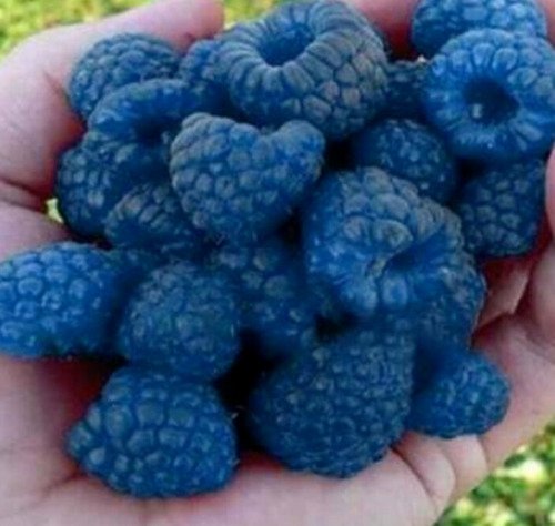 Store 50 Blue Raspberry Bush Seeds Sweet Edible Berry Fruits  Fast Ship