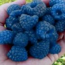 Store 50 Blue Raspberry Bush Seeds Sweet Edible Berry Fruits  Fast Ship