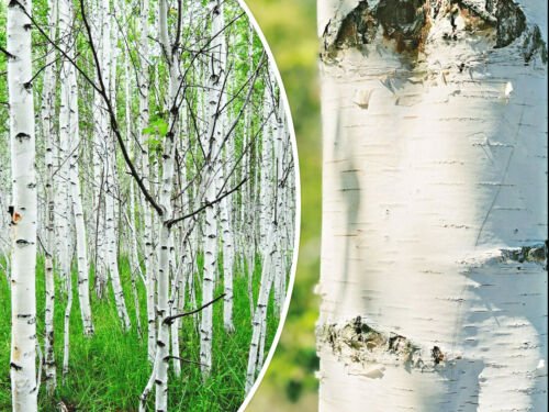 Store 50 White Paper Birch Tree Seeds Betula Papyrifera FastGrowing Tree Showy Fast Ship