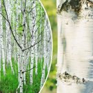 Store 50 White Paper Birch Tree Seeds Betula Papyrifera FastGrowing Tree Showy Fast Ship