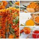 Store 50 Seaberry Seeds Sea Buckthorn Edible Medicinal Berry Fruit Tree Fast Ship