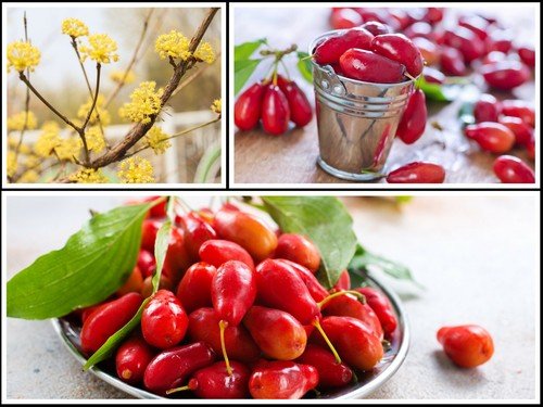 Store 20 Cornelian Cherry Fruit Tree Seeds Edible Dogwood Berry Shrub Fast Ship