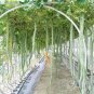 Ceylon Long snake gourd seeds, serpent gourd seeds, serpent foud Seeds 90% Germination