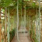 Ceylon Long snake gourd seeds, serpent gourd seeds, serpent foud Seeds 90% Germination