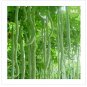 Ceylon Long snake gourd seeds, serpent gourd seeds, serpent foud Seeds 90% Germination