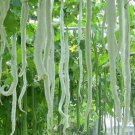 Ceylon Long snake gourd seeds, serpent gourd seeds, serpent foud Seeds 90% Germination