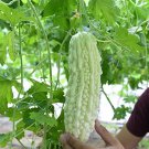 White Bitter Melon Seeds, Bitter Gourd Seeds for Home Gardening , High Germination rate Seeds