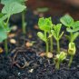 White Bitter Melon Seeds, Bitter Gourd Seeds for Home Gardening , High Germination rate Seeds