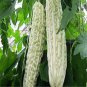 White Bitter Melon Seeds, Bitter Gourd Seeds for Home Gardening , High Germination rate Seeds