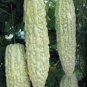 White Bitter Melon Seeds, Bitter Gourd Seeds for Home Gardening , High Germination rate Seeds
