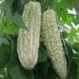 White Bitter Melon Seeds, Bitter Gourd Seeds for Home Gardening , High Germination rate Seeds