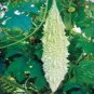 White Bitter Melon Seeds, Bitter Gourd Seeds for Home Gardening , High Germination rate Seeds