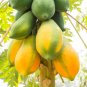 Ceylon Papaya Seeds Pawpaw seeds Organic Heirloom