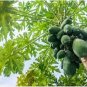 Ceylon Papaya Seeds Pawpaw seeds Organic Heirloom