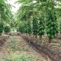 Ceylon Papaya Seeds Pawpaw seeds Organic Heirloom