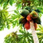 Ceylon Papaya Seeds Pawpaw seeds Organic Heirloom