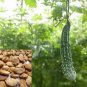 Ceylon Black Bitter Gourd Seeds Bitter Melon for Home Garden, High Germination rate Seeds