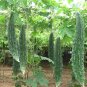 Ceylon Black Bitter Gourd Seeds Bitter Melon for Home Garden, High Germination rate Seeds