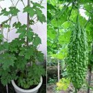 Ceylon Black Bitter Gourd Seeds Bitter Melon for Home Garden, High Germination rate Seeds