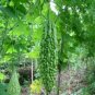 Ceylon Black Bitter Gourd Seeds Bitter Melon for Home Garden, High Germination rate Seeds