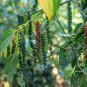 Ceylon pure Natural Black Pepper Powder & Seeds &acirc;�� Bold Flavor, Pure Aroma, Ultimate Freshness