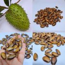 Soursop GUANABANA ANNONA  Seeds Organic Ceylon Pure A Grade Premium Quality