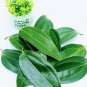 Organic Cinnamon Leaves, Dried Cinnamon Leaves Sri Lanka 100% Natural