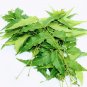 Dried Neem Leaves, Neem Leafe, Neem Leaves , Dried Neem Leafe Sri Lanka 100% Natural