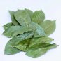 100% Organic  Natural Dried Soursop Leaves , Annona muricata