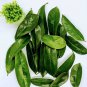 100% Organic  Natural Dried Soursop Leaves , Annona muricata