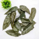 100% Organic Natural Dried Soursop Leaves , Annona muricata 100% Organic Natural Dried Soursop Leaves , Annona muricata