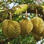 Durian Seeds for plantation from Sri Lanka, Durian Fruit