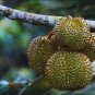Durian Seeds for plantation from Sri Lanka, Durian Fruit