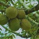 Durian Seeds for plantation from Sri Lanka, Durian Fruit