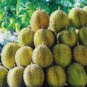 Durian Seeds for plantation from Sri Lanka, Durian Fruit