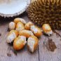 Durian Seeds for plantation from Sri Lanka, Durian Fruit