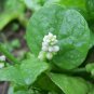 Green Stem Malabar Spinach Seeds Leafy Green Vegetable Sri Lanka