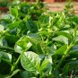 Green Stem Malabar Spinach Seeds Leafy Green Vegetable Sri Lanka