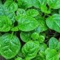 Green Stem Malabar Spinach Seeds Leafy Green Vegetable Sri Lanka