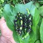 Green Stem Malabar Spinach Seeds Leafy Green Vegetable Sri Lanka