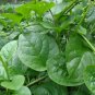 Green Stem Malabar Spinach Seeds Leafy Green Vegetable Sri Lanka