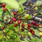 Premium Fresh Coca Plant Seeds – Hand Picked & Ready to Plant