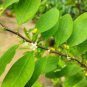 Premium Fresh Coca Plant Seeds &acirc;�� Hand Picked & Ready to Plant