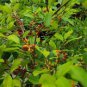 Premium Fresh Coca Plant Seeds &acirc;�� Hand Picked & Ready to Plant