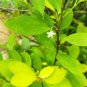 Premium Fresh Coca Plant Seeds &acirc;�� Hand Picked & Ready to Plant
