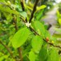 Premium Fresh Coca Plant Seeds &acirc;�� Hand Picked & Ready to Plant